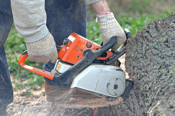 Best Emergency Tree Removal  in Hendron, KY